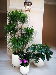 探秘宁波奉化盆景出租价格，你猜贵不贵？